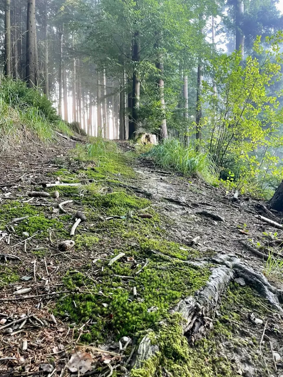 Strong tree roots with a delicate feather on moss, symbol of strength and lightness